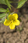 Creeping waterprimrose